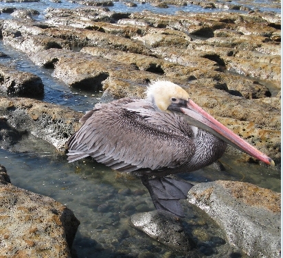 Creation of Bird: Step 6